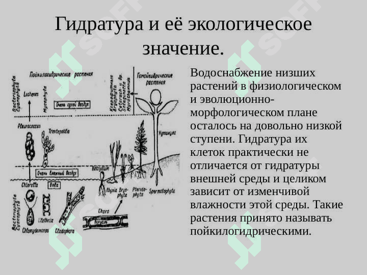 Гидратура и её экологическое значение 2