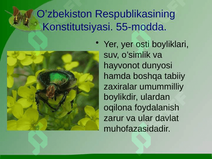 O'simlik dunyosini himoya qilish 2