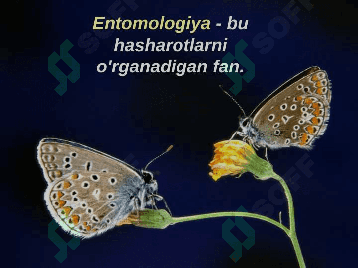 Hasharotlar sinfi 2