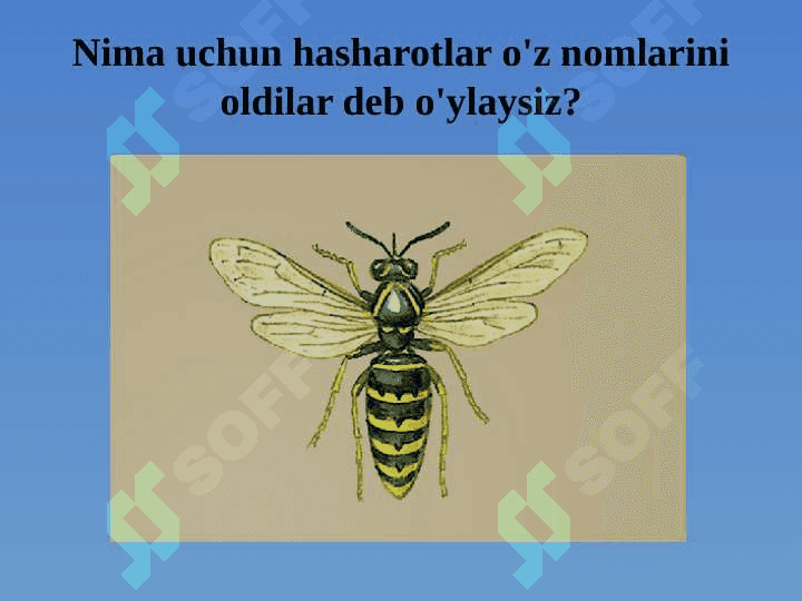 Hasharotlar sinfi 3
