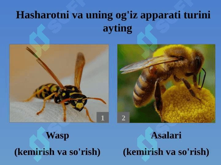 Hasharotlar sinfi 6