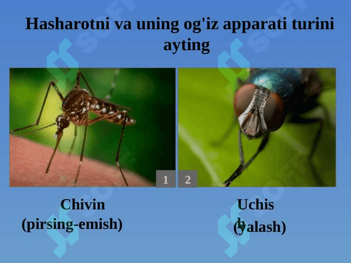 Hasharotlar sinfi 7