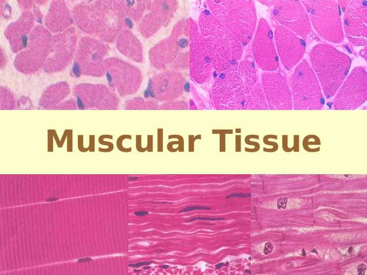 Muscule (English) ppt 1