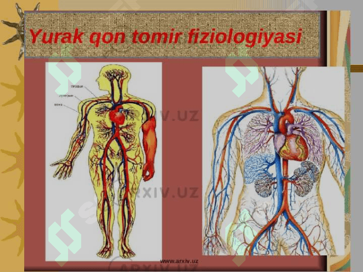 Yurak mushaklarining fiziologik vazifalari 2