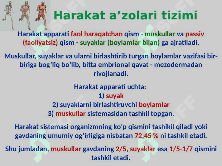 Skelet to‘g‘risida ta’limot 2