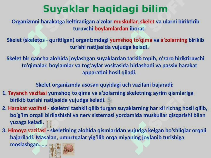 Skelet to‘g‘risida ta’limot 3