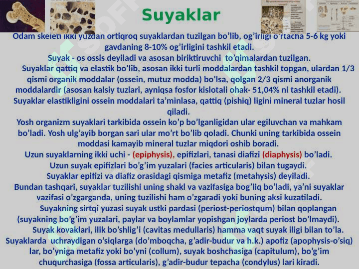 Skelet to‘g‘risida ta’limot 4