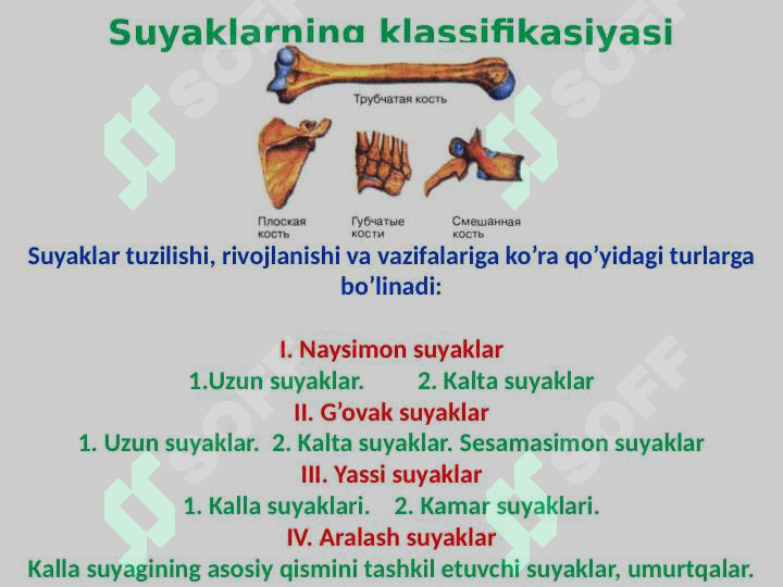 Skelet to‘g‘risida ta’limot 6