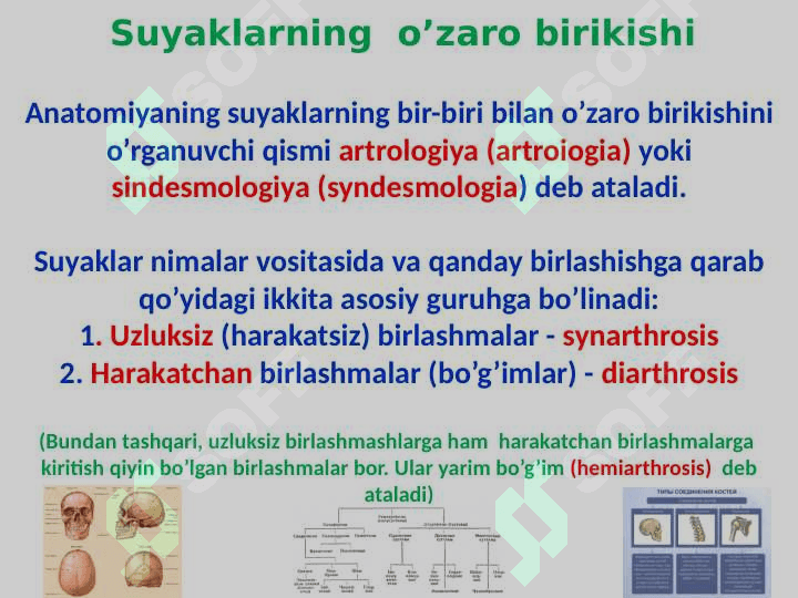 Skelet to‘g‘risida ta’limot 7