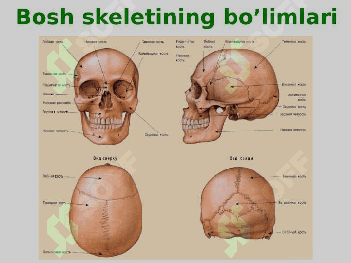 Bosh skeleti (miya qutisi) 3