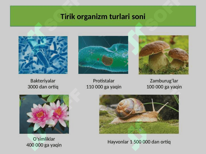 TIRIK ORGANIZMLAR KLASSIFIKATSIYASI TABIIY FAN 4