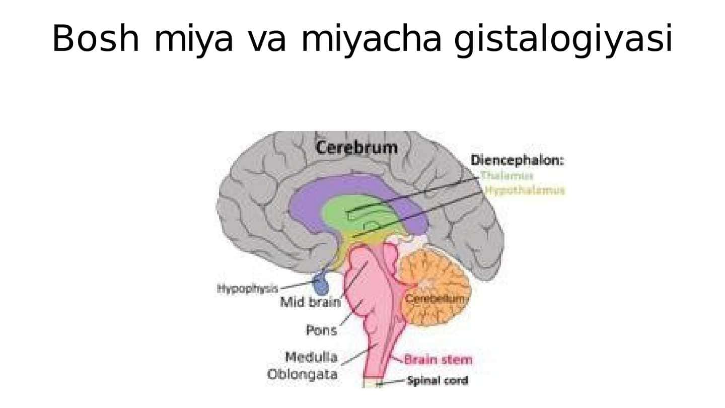 Bosh miya va miyacha gistalogiyasi
