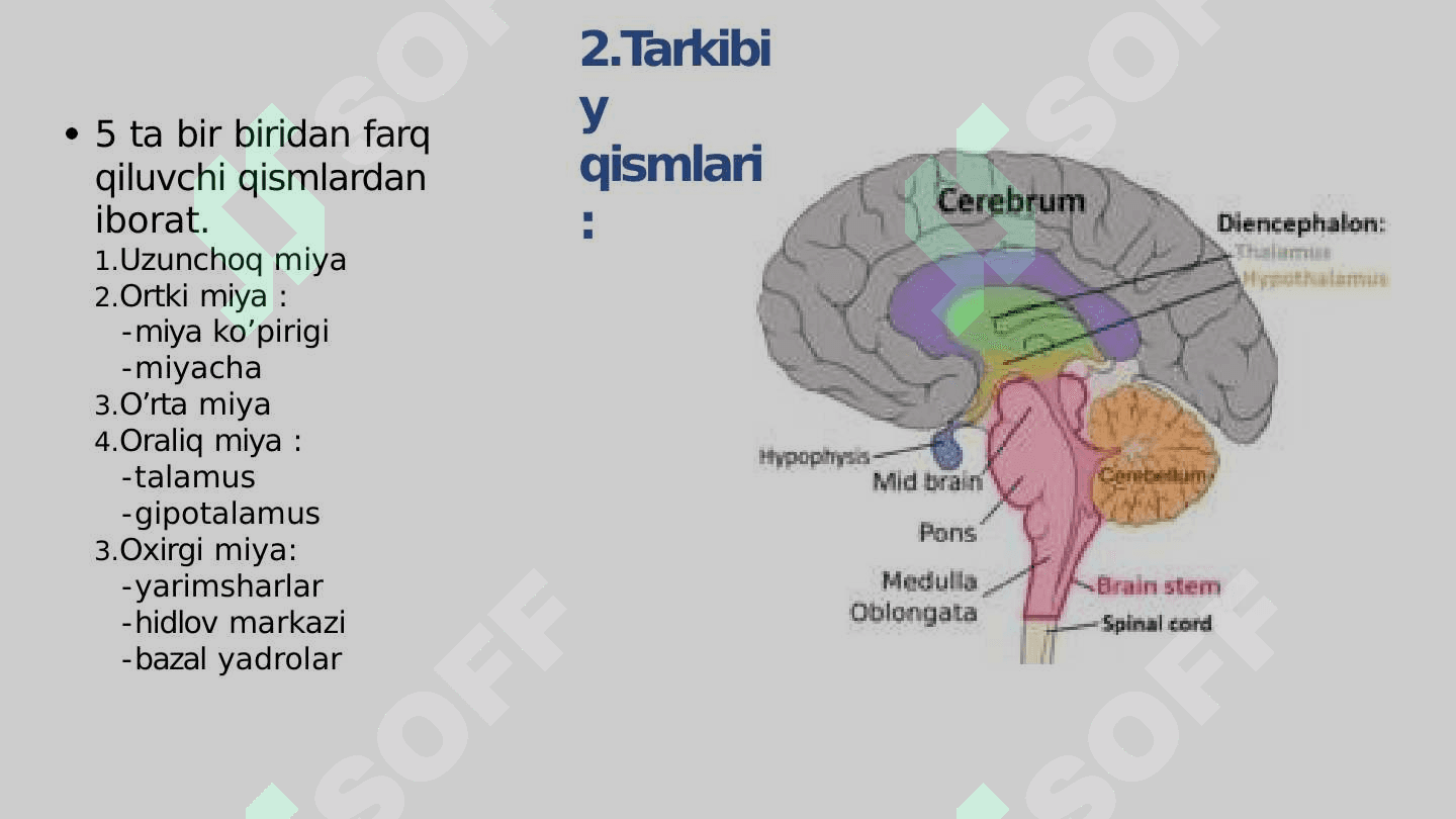 Bosh miya va miyacha gistalogiyasi 4