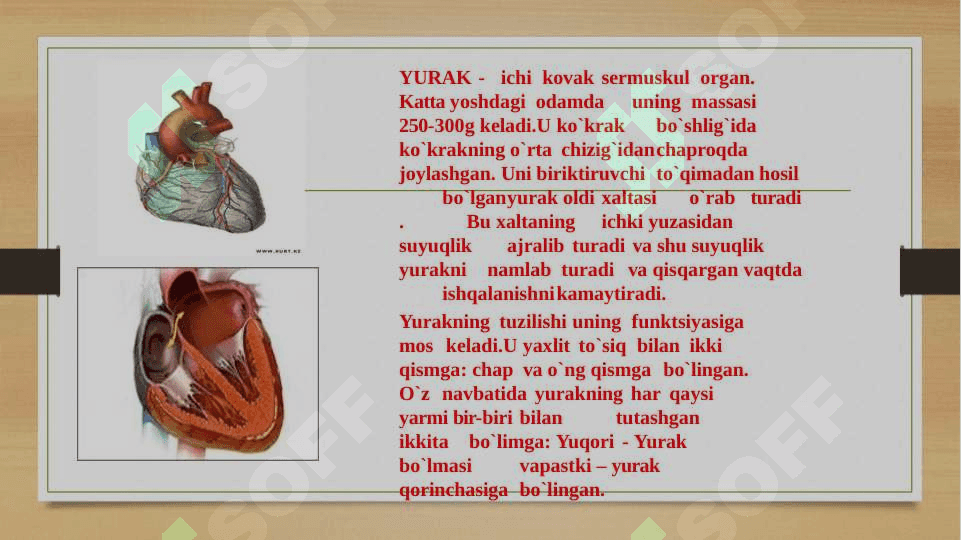 Qon aylanish tizimi 3