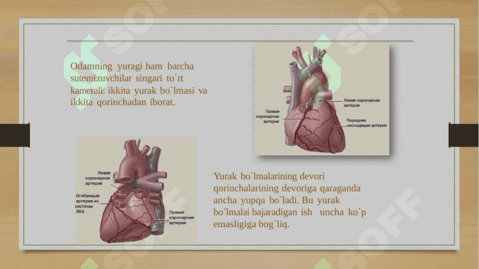 Qon aylanish tizimi 4