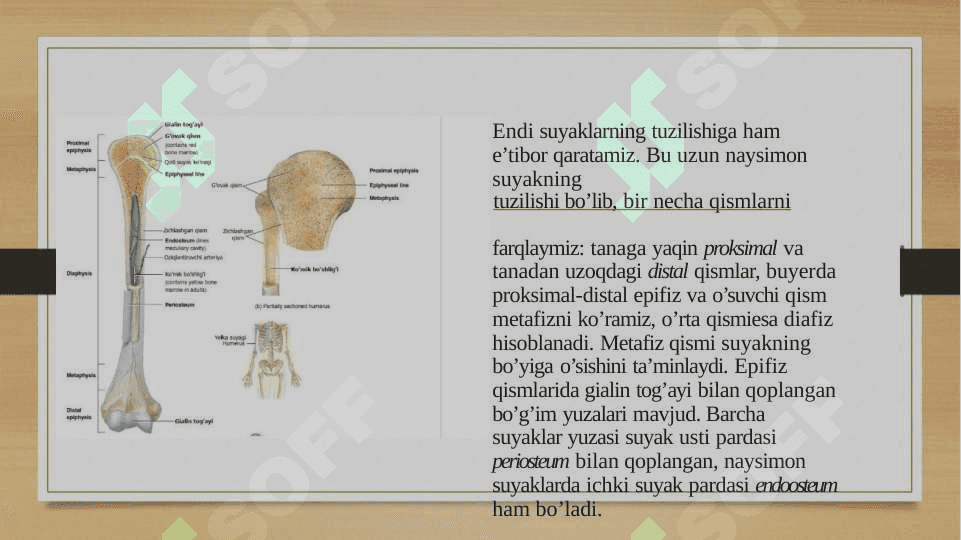 Skelet tizimi filogenezi 4