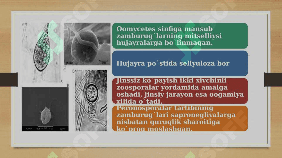 Oomitsetlar sinfi 4