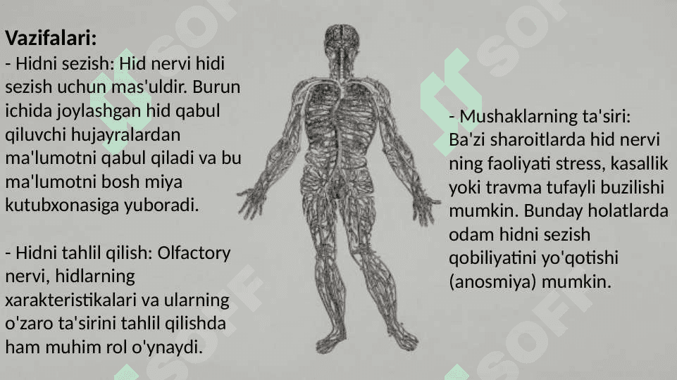 Bosh miyaning 12 juft nervlari 4
