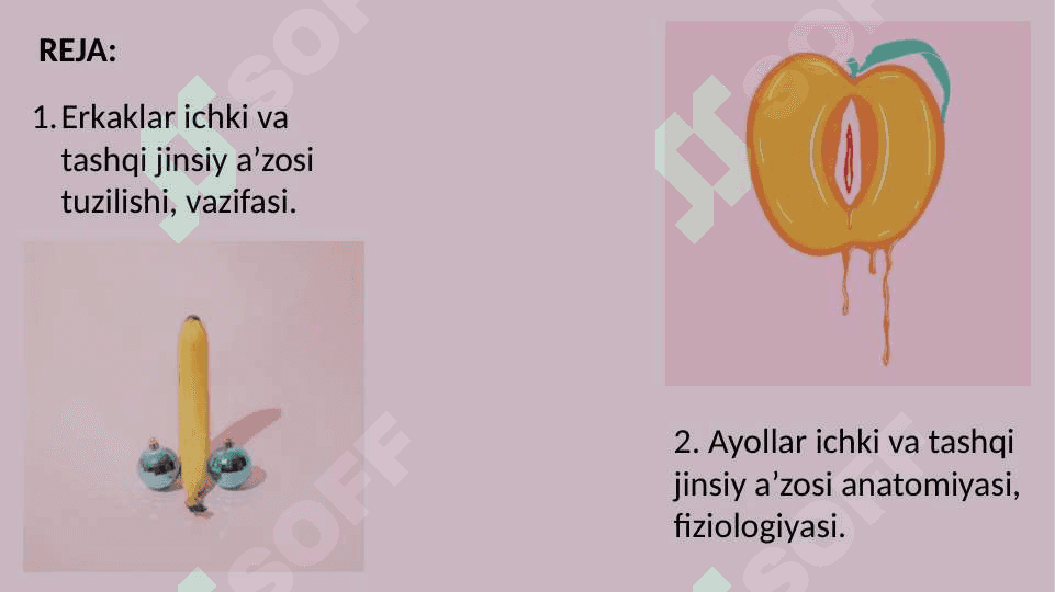 Erkak va ayollarning jinsiy a'zolari tuzilishi 2