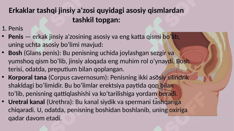 Erkak va ayollarning jinsiy a'zolari tuzilishi 3