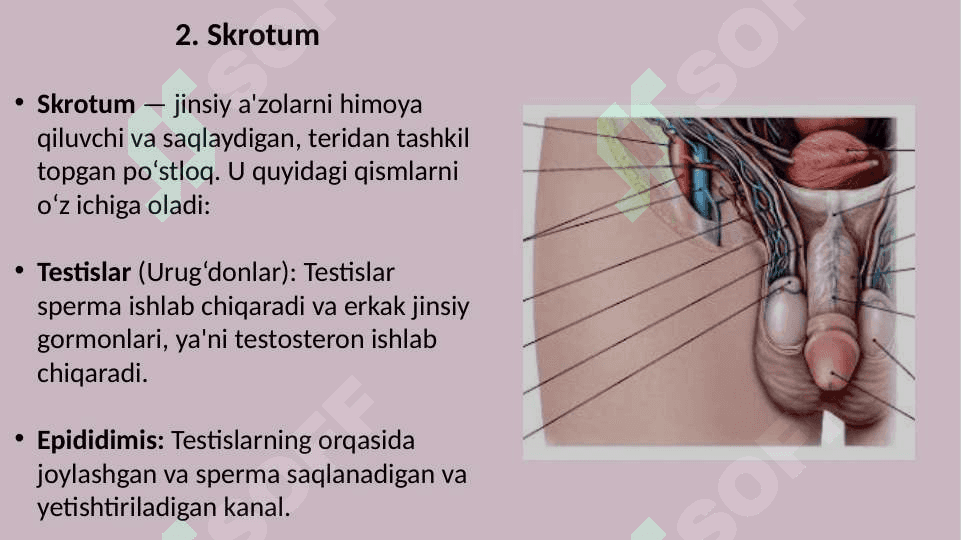 Erkak va ayollarning jinsiy a'zolari tuzilishi 4