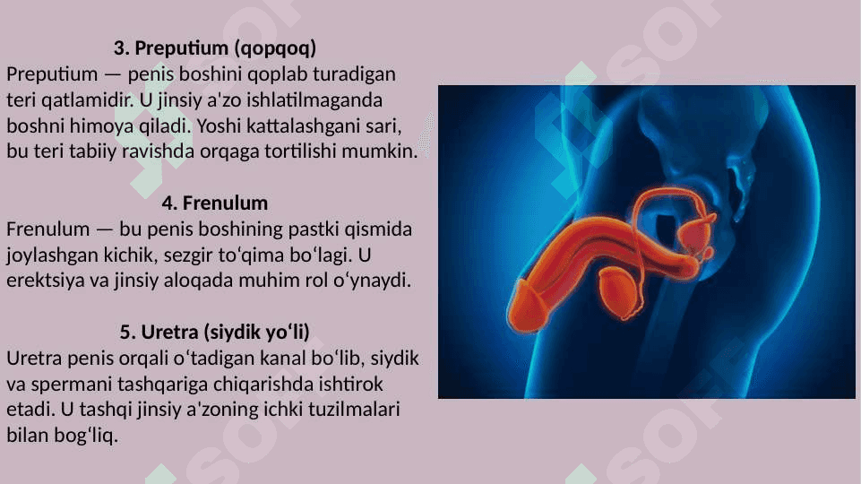 Erkak va ayollarning jinsiy a'zolari tuzilishi 5