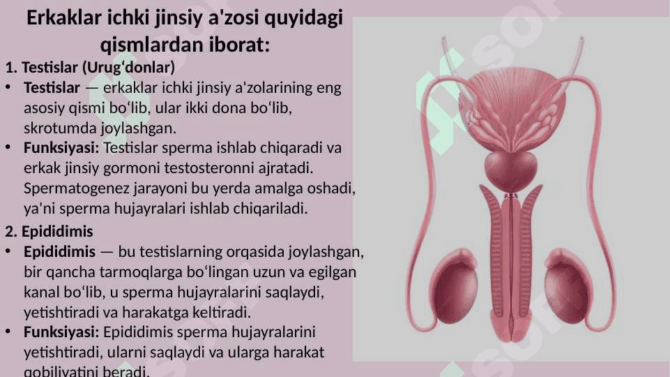Erkak va ayollarning jinsiy a'zolari tuzilishi 6