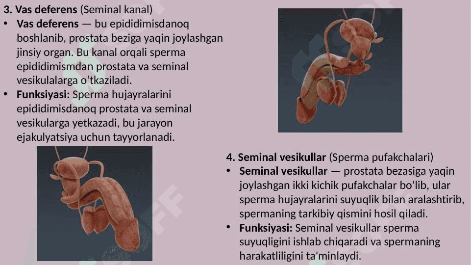 Erkak va ayollarning jinsiy a'zolari tuzilishi 7