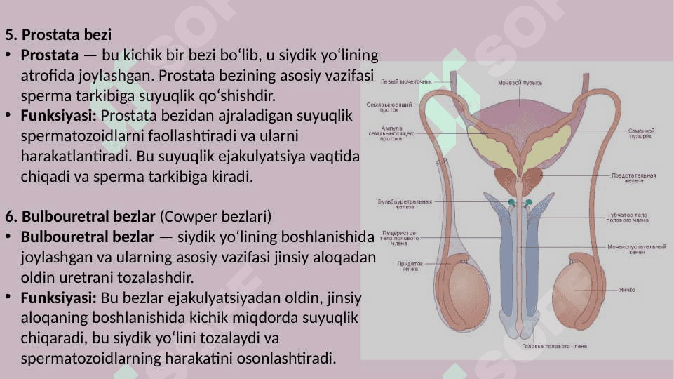 Erkak va ayollarning jinsiy a'zolari tuzilishi 8