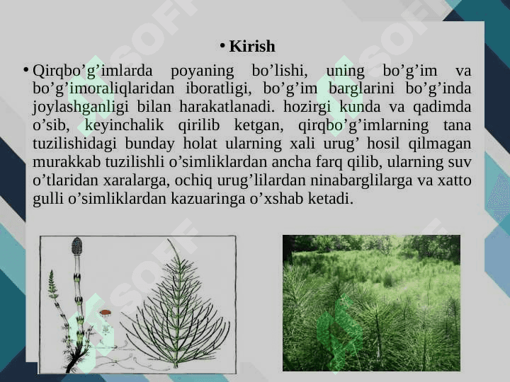 Qirqbo’g’imdoshlar oilasi 2