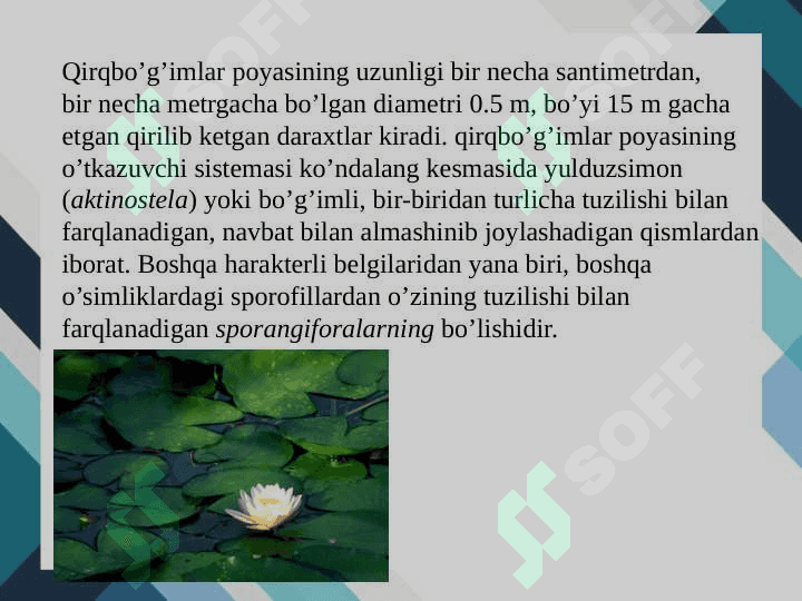Qirqbo’g’imdoshlar oilasi 3