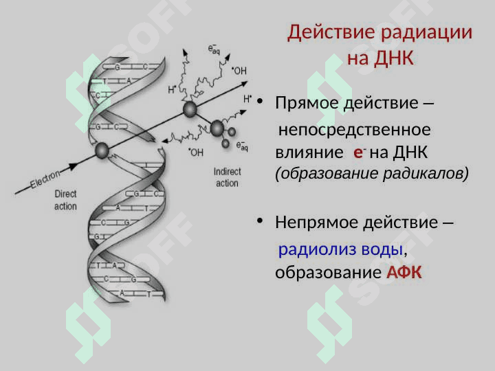 Биохимия онкогенеза 6