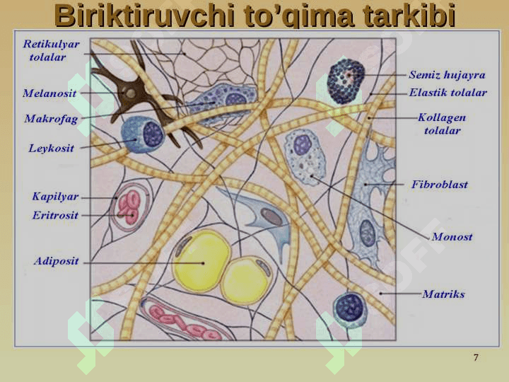Biriktiruvchi to‘qima biokimyosi 7