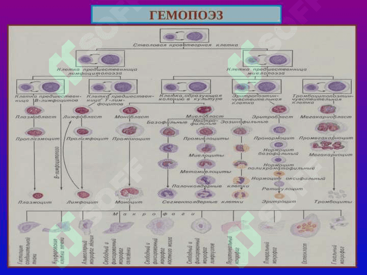 Leykoz Anemiya ppt 2