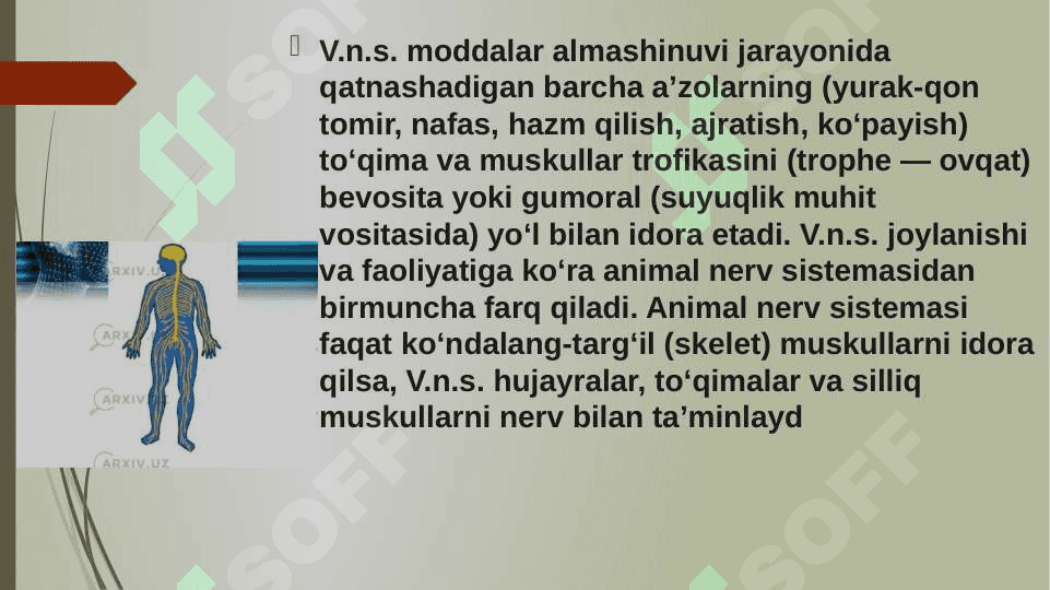 Vegetativ oliy markazlar va ularning funksional ahamiyati. 4