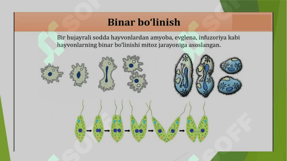 Tirik organizmlarning jinssiz ko'payishi 3