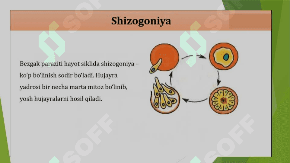 Tirik organizmlarning jinssiz ko'payishi 5