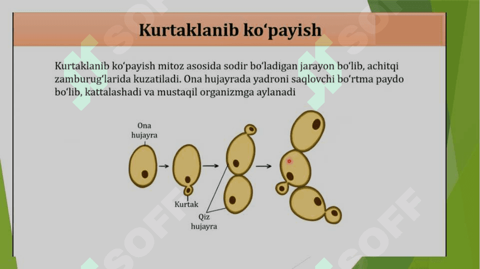 Tirik organizmlarning jinssiz ko'payishi 6
