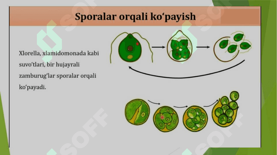 Tirik organizmlarning jinssiz ko'payishi 7