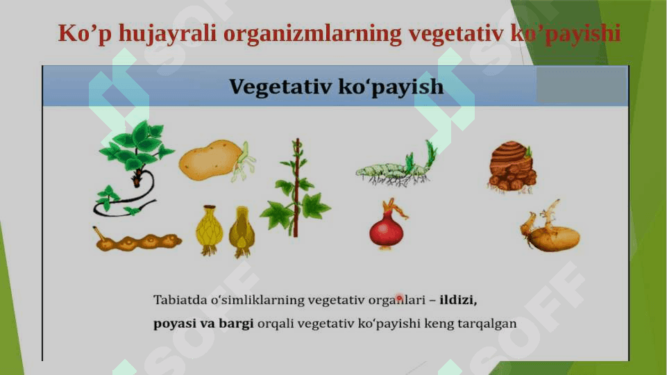 Tirik organizmlarning jinssiz ko'payishi 8
