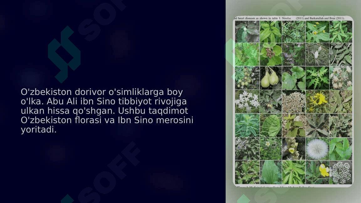 O‘zbekistonning dorivor o‘simliklari.Abu Ali ibn Sinoning buyuk merosi_1 3