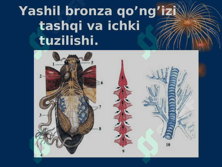 Hasharotlar sinfi 3