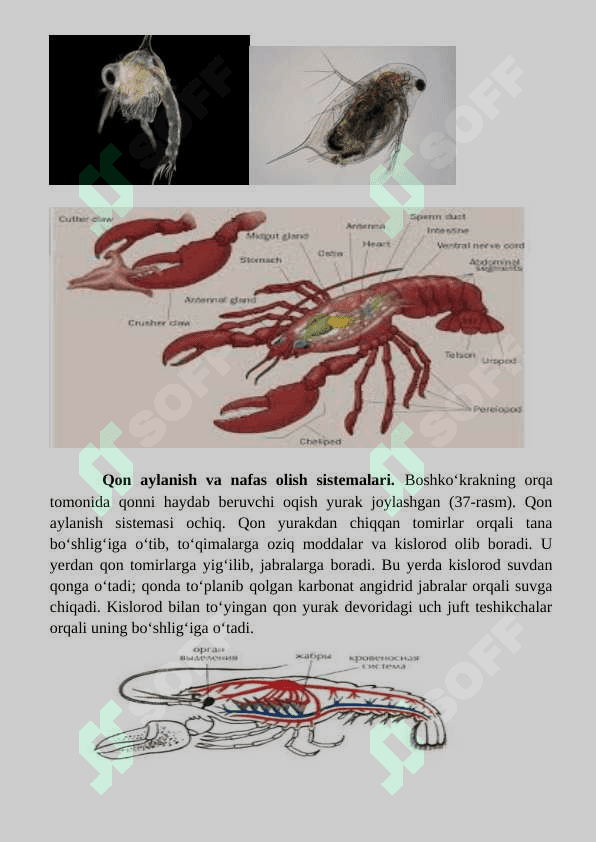 Daryo qisqichbaqasining ichki tuzilishi 3