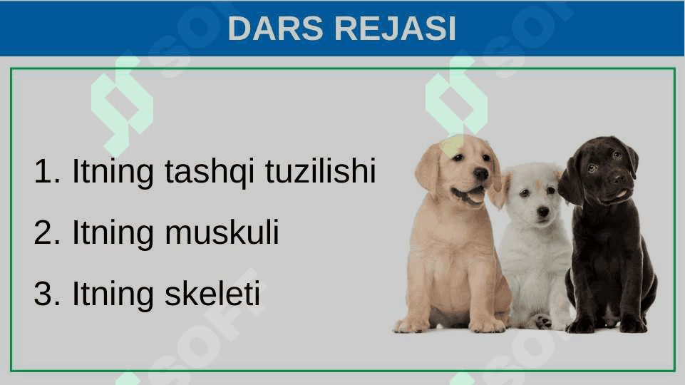 Itning tashqi tuzilishi, skeleti va muskullari 2