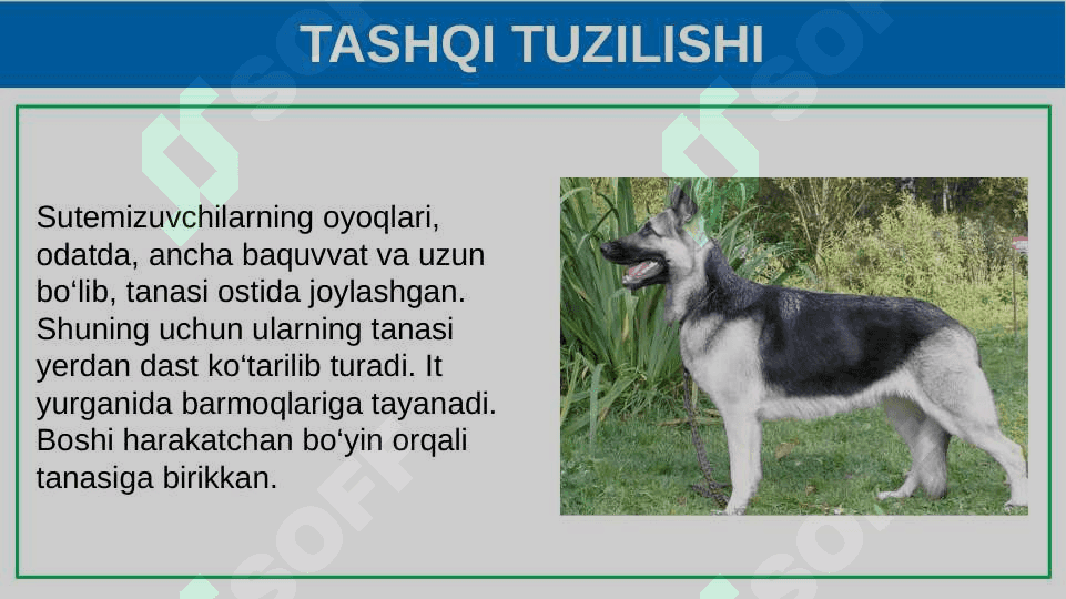 Itning tashqi tuzilishi, skeleti va muskullari 7