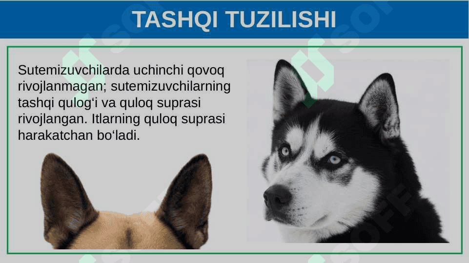 Itning tashqi tuzilishi, skeleti va muskullari 8