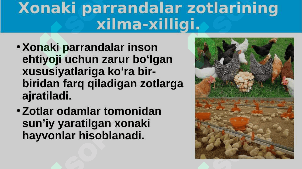 Parrandachilik 3