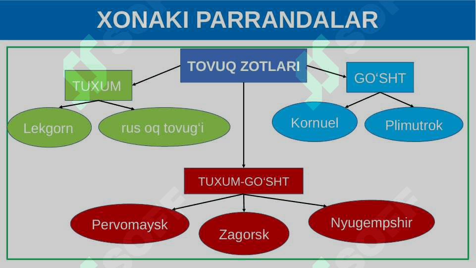 Parrandachilik. 7
