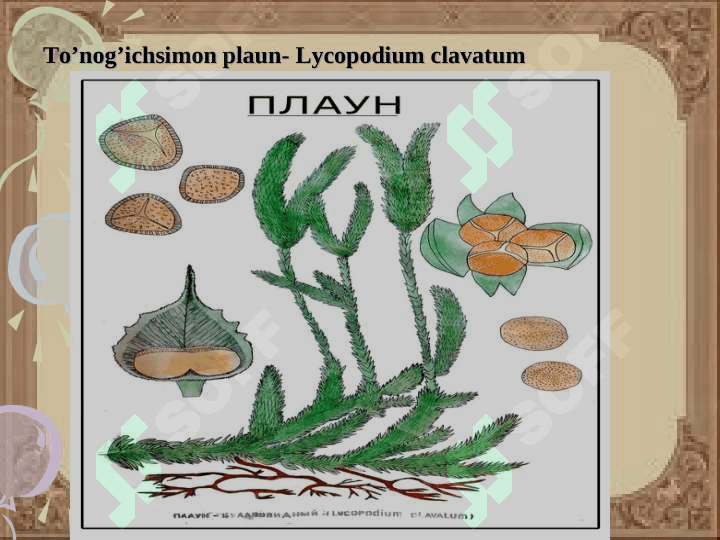 Plauntoifa — Lycopodiophyta o’simliklar bo’limi 6