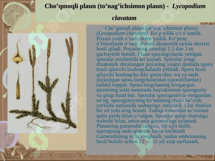 Plauntoifa — Lycopodiophyta o’simliklar bo’limi 7